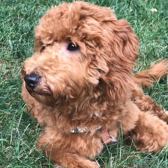 Meet Your Posher - Picture 4 of 4